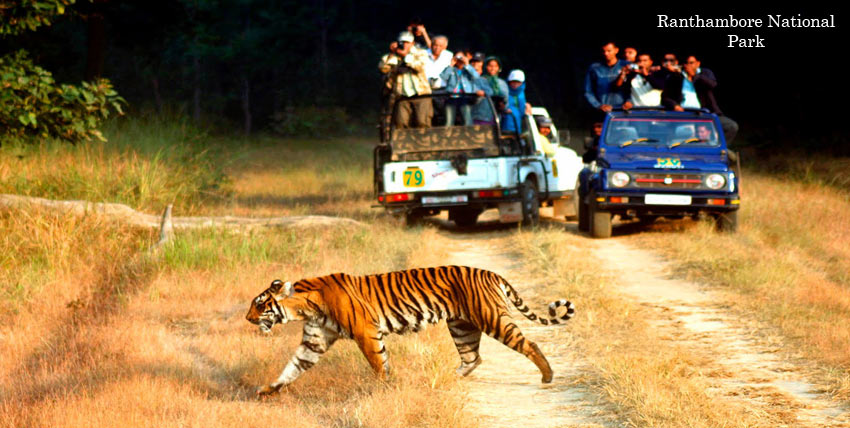 royal safari india travels reviews